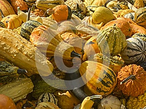 Image-filling collection of different, colorful decorative gourd