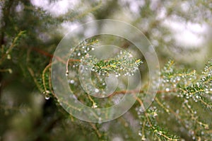 Image of fir branches closeup