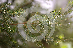 Image of fir branches closeup