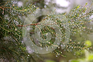 Image of fir branches closeup