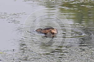 This is an image of fish catching waterfowl or waterhen or waterbird