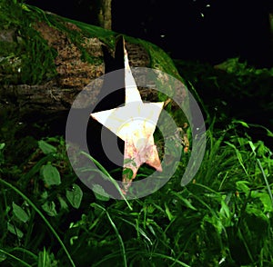 Image of five arm star propped against tree log amongst grass in forest