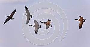 image of five Canada geese flying