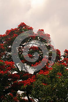 FLOWERING RED FLAMBOYANT TREE AGAINST CLOUDS