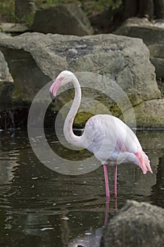 Image of a flamingo on nature background in thailand.