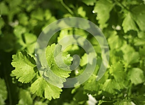 An image flat lay or top view selected focus coriander leaf green is a plant on the garden a fresh the bunch