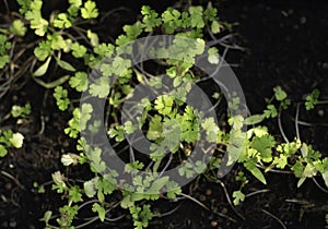 An image flat lay or top view selected focus coriander leaf green is a plant on the garden a fresh the bunch