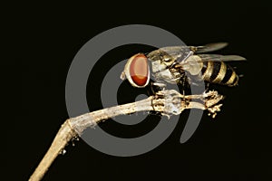 Image of a flies Diptera on black background. Insect