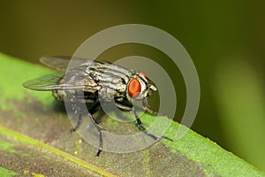 Image of a flies Diptera on green leaves. Insect.