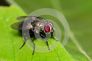 Image of a flies Diptera on green leaves. Insect.