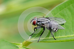 Image of a flies & x28;Diptera& x29; on green leaves. Insect.