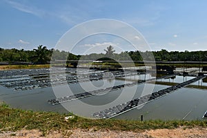 image of a floating basket for keeping live soft shell crab in water in thailand