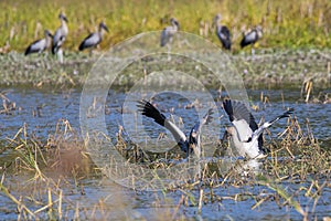 Image of flocks asian openbill stork. Wild Animals. photo