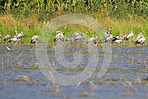 Image of flocks asian openbill stork. Wild Animals. photo