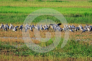 Image of Flocks open-billed stork or Asian openbill.