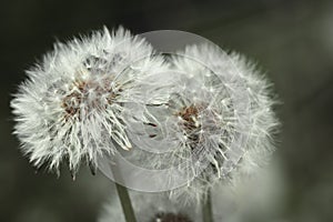 Image of flora and fauna in macro