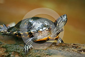 Florida Turtle warming in the sun