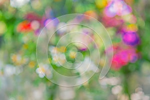 An image of a flower intended to be out of focus photo