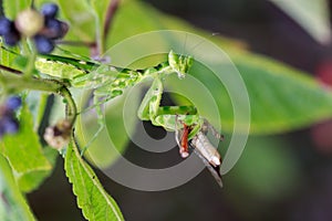 Image of Flower mantisCreobroter gemmatus.