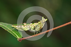 Image of Flower mantisCreobroter gemmatus on green leaves.