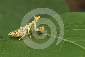 Image of flower mantisCreobroter gemmatus on green leaves. Insect, Animal