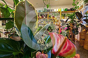 An Image of a Flower Shop with exotic potted plants.
