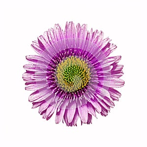 The flower thistle macro is isolated on a white background.