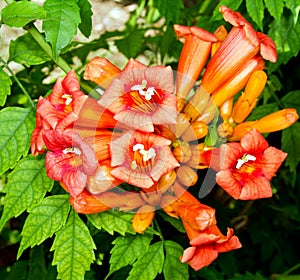 Image of a flower vine garden Kampsis