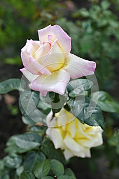 Image of flower of a yellow-pink rose with green leaves