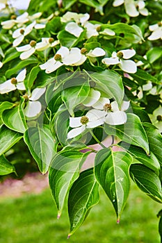 Flowering Dogwood plant with white flower blossoms in spring