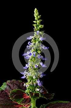 Image of flowers of coleus or painted nettle on black