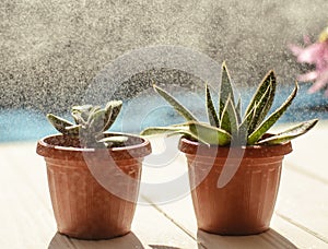 Image of flowers in pots on a light wooden background.