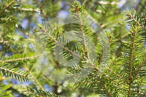 Image of fluffy fir needle as background