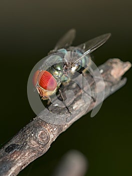 Image of a fly Diptera on dry branches. Insect.