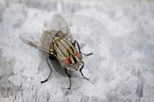 Image of a fly Diptera on zinc metal. Insect Animal