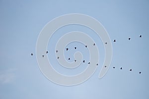 Image of a flying bird flocking in the blue sky.