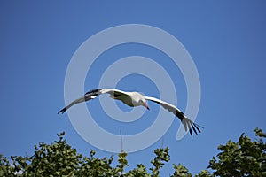 Image of a flying stork on blue sky background with trees