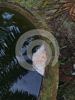 Foam nest of frog`s egg floating on the surface water.