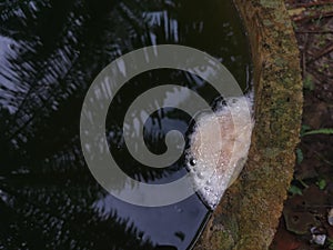 Foam nest of frog`s egg floating on the surface water.