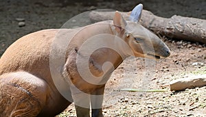 image focusing on the unique features of the aardvark, such as its long snout and large ears