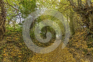 Image of a footpath through the forest with many dry leaves on the ground