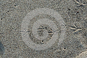 Footprints of a bird in the sand on the beach photo