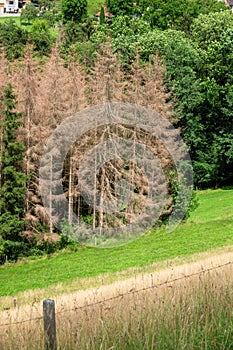 forest dieback in south Germany
