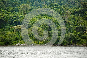 Image of forest in hill. Full green mountain.