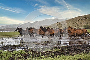 An image of free horses released to nature.