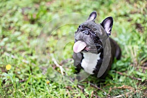 Image of the French bulldog,