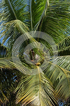 Fresh coconuts and branches hanging on a coconut tree