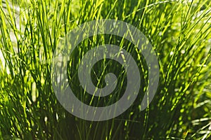 Image of fresh green grass background, closeup