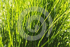 Image of fresh green grass background, closeup