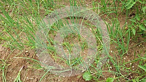 Image of fresh green onion rows